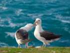 Courtship, greeting behavior. Black-browed Albatross or Mollymawk on Saunders Island. Falkland Is. Art Print